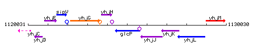 GlcP context.gif