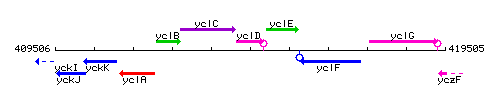 YclD context.gif