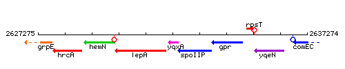YqxA context.gif