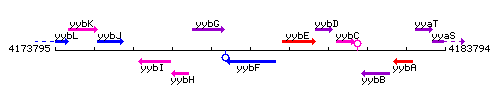 YybF context.gif