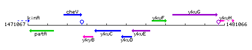 YkuD context.gif